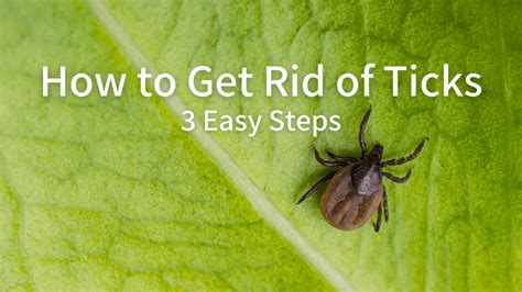 How To Get Rid Of Ticks 3 Easy Steps Dg Cedar Oil