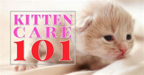 How To Look After A Kitten When You Work Kitten Kitten Care Kittens