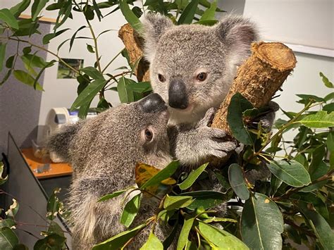 How You Can Help Nourish Precious Koalas Oursc