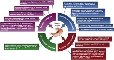Gastric Cancer In The Era Of Precision Medicine Cellular And