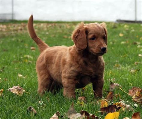 We did not find results for: The Truth about Mini Goldendoodles | HubPages
