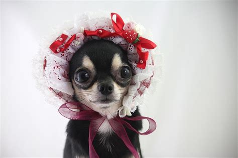 Playing Dress Up With My Chihuahua Dog Gem
