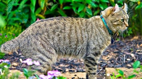 Highlander Cat Characteristics Behavior And Curiosities Cat Breeds