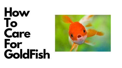 How To Care For Goldfish Youtube