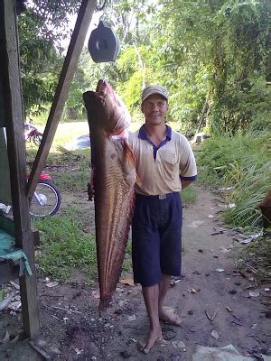 Sebagai salah satu hewan omnivora, anda bisa memberikan. Ikan Pelik Dan Besar Yang Ada Dalam Sungai Perak | Orang Perak