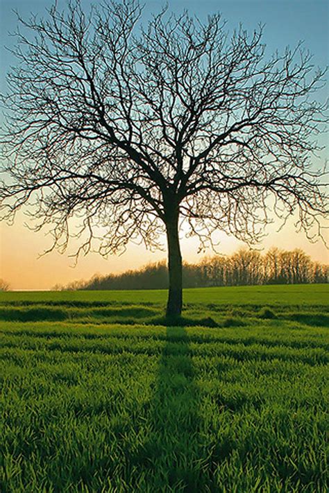 Free Download Leafless Tree Iphone Wallpaper Hd 640x960 For Your