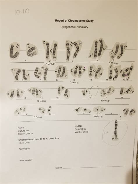 Gizmo student exploration answer key. Student Exploration: Human Karyotyping - Human Kar Yo Typing Se Karyotype Chromosome : The exact ...