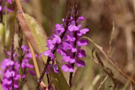 Flowers Of Giant Witchweed Striga Hermonthica Stock Photo Image Of