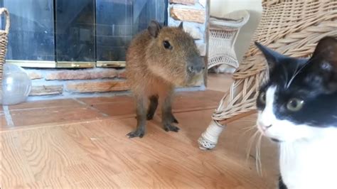 Capybara And Cats Youtube