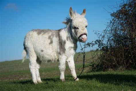 Worlds Smallest Donkey Is 9 Inches Shorter Than Current Guinness World