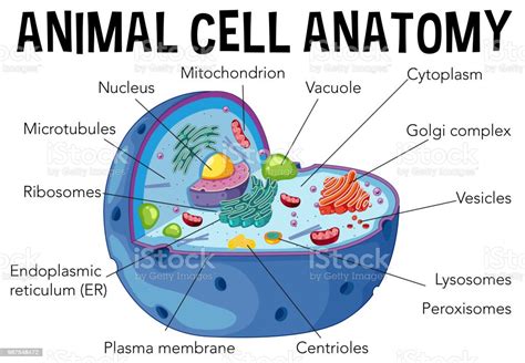 Diagram Of Animal Cell Anatomy Stock Illustration Download Image Now