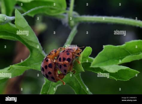 Ladybugs Mating On Green Leaves Stock Photo Alamy