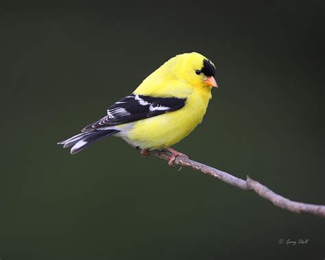American Goldfinch Photograph By Gerry Sibell Fine Art America