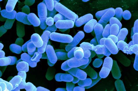Listeria Monocytogenes Bacteria 01808012160 ｜ 写真素材・ストックフォト・画像・イラスト素材