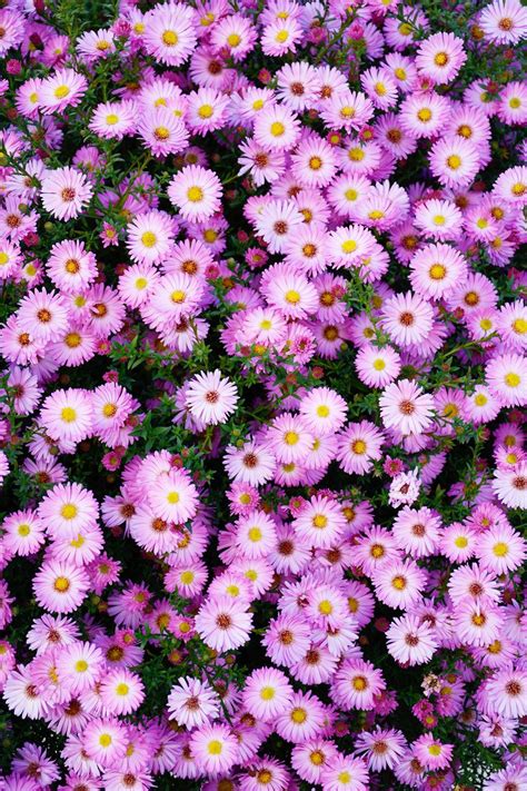 20 Best Perennial Flowers Ideas For Easy Perennial Flowering Plants