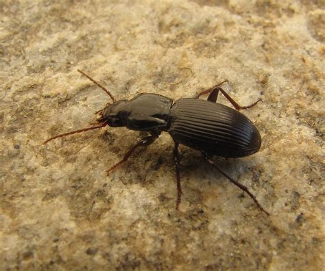 Ground Beetles Farmscape Ecology Program