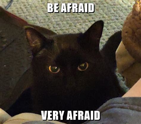 Be Afraid Very Afraid Lolcats Lol Cat Memes Funny Cats Funny Cat Pictures With Words