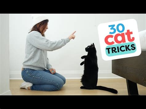 30 Tricks To Teach Your Cat Informed Pet Owners