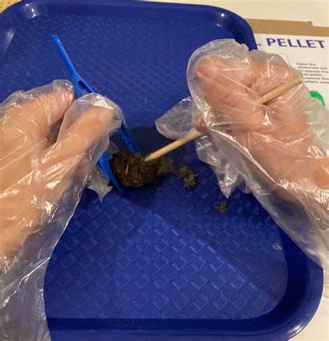 Owl Pellet Dissection Kit Abc Crate