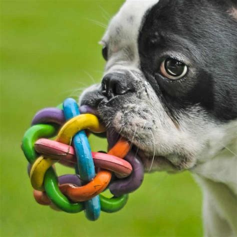 Free Picture Toy Animal Canine Animal Pet Dog Puppy Portrait