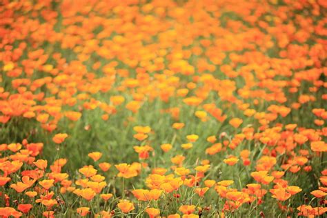 Free Images Nature Grass Blossom Field Meadow Prairie Flower