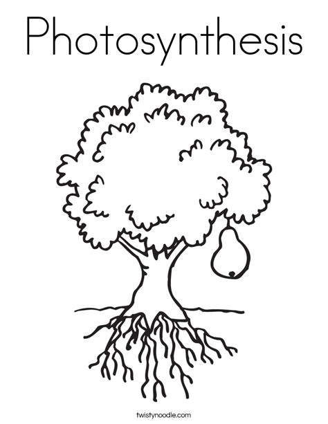 Photosynthesis Coloring Page Printable Sketch Coloring Page