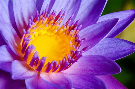 True lotus absolute oil can be recognised by its deep and heady floral aroma that is considered simultaneously intriguing and intoxicating. Blue Lotus Absolute (Nymphaea caerulea) from hermitageoils.com