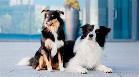 Border Collie Vs Sheltie Differences And Similarities