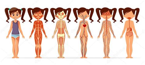 Chica Cuerpo Anatomía Vector De Dibujos Animados Ilustración De La Mujer Muscular Esquelético