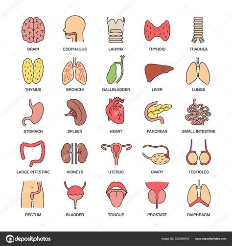 Conjunto Iconos Color Órganos Internos Sistemas Respiratorios Urinarios