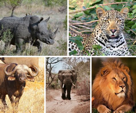 Dazu kommt, dass in dieser zeit wegen der oft spärlichen belaubung die tiere bei einer safari einfach besser und schneller zu sehen sind. Malariafreie Big 5 Reserves in Südafrika | Südafrika ...