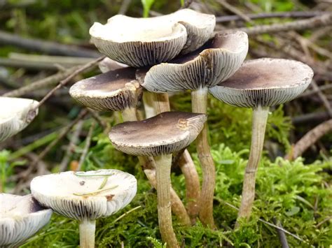 Stropharia Ambigua Beginning The Dehydration Process Naturally