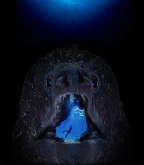 The Winners Of The World Oceans Day Photo Contest