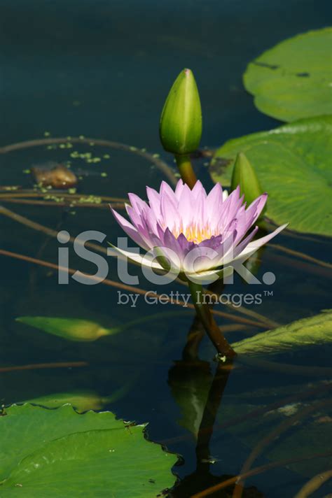 Pink Waterlily Green Water Leaves Stock Photo Royalty Free Freeimages