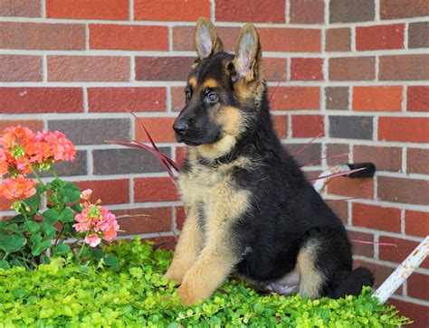 Akc Registered German Shepherd For Sale Baltic Oh Male Rambo Ac