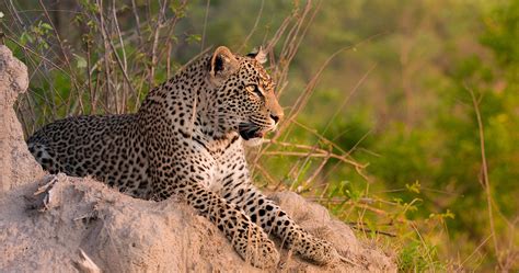 Big Five Safari South Africa Sabi Sands Game Reserve