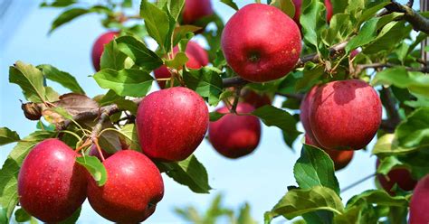 Apple Tree Growing Guides Tips And Information