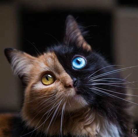 Two Toned Pretty Kitty Pictures Photos And Images For Facebook