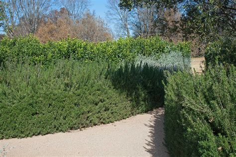 How To Grow A Rosemary Hedge And 10 Reasons Why You Should