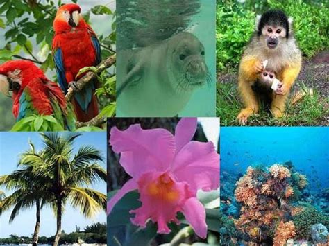 flora y fauna de la región caribe de colombia características lifeder dibujo de flora y