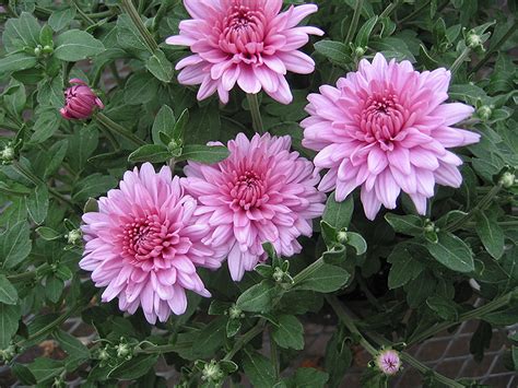 Helps you prepare job interviews and practice interview skills and techniques. Emily Chrysanthemum (Chrysanthemum 'Emily') in Columbus ...