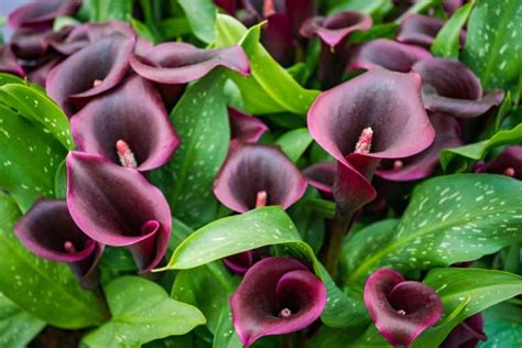 Burgundy Calla Lily Care Detailed Growing Guide Petals And Hedges
