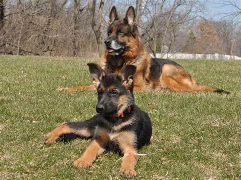 German Shepherd Puppies For Sale Chicago Petsidi