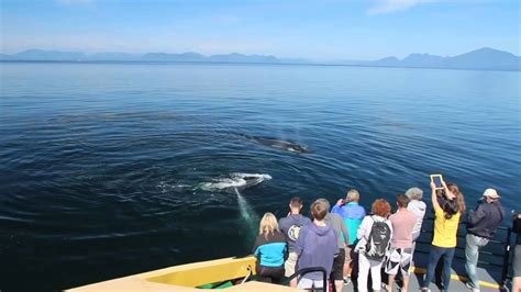 Prince Rupert Friendly Humpback Whales With Adventure Tours Youtube