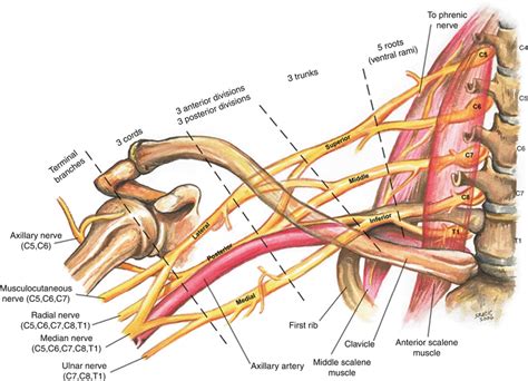 Brachial Plexus Anatomy Part 2 How To Draw Brachial Plexus Easily