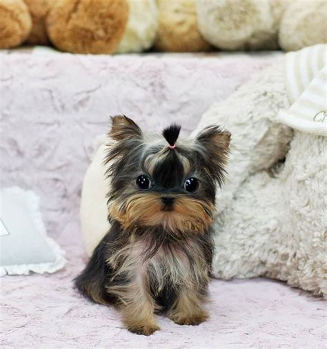 Looking for yorkie haircut ideas? 81 best Yorkies - Hairstyles for Tucker images on Pinterest | Yorkies, Yorkshire terriers and Yorkie