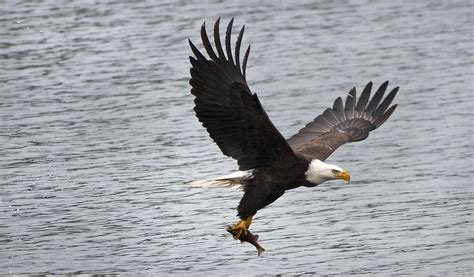Are you sure you want to view these tweets? Record eagle count at Lake Coeur d'Alene | The Spokesman ...