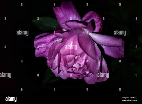 Pink Roses In Bloom Seen Up Close Under A Direct Light Stock Photo Alamy