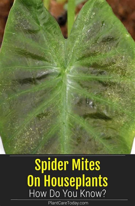 Spider Mites On Houseplants How Do You Know In 2021 Spider Mites
