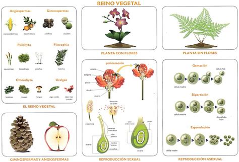 Reino Vegetal Monografía Vegetable Garden For Beginners Vegetable
